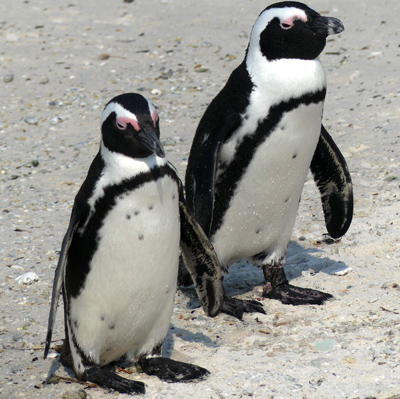 two penguins